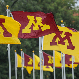 Maroon and gold flags with U of M block M on them flying in the wind