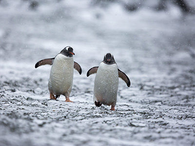 2 penguins walking toward the camera. Photo by Tasha Van Zandt