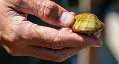 Hand holding a mussel