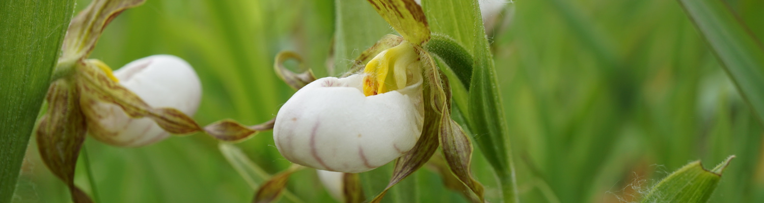 Close up of cypripedium candidum orchid