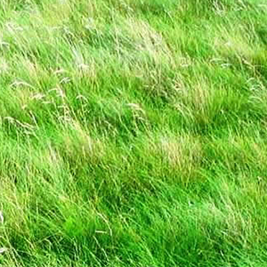  image of grass