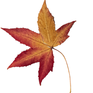 A closeup of an brownish autumn oak leaf with crimson tips