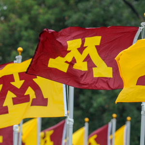 Maroon and gold flags bearing U of M "M" block symbol wave heartily in the breeze
