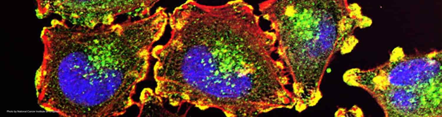 Metastatic melanoma cells image provided by the National Cancer Institute on Unsplash