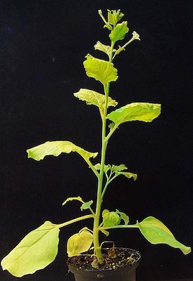 Nicotiana benthamiana