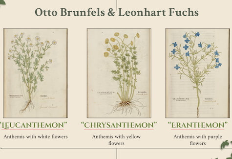 Three drawings of different chamomile flower species