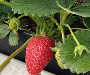Close up of strawberry from TC Berry farm