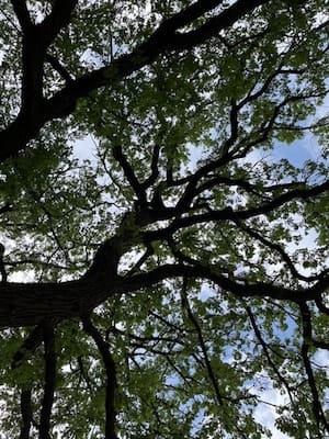 Photo of tree canopy taken from below