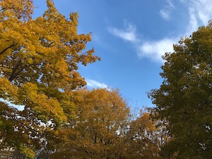 Fall trees and a blue sky