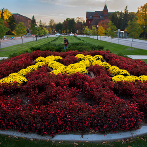 A giant "M" written in maroon and gold flowers on the East Bank campus of the U of M