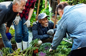 Elderly adults collaborating in a community garden, smiling