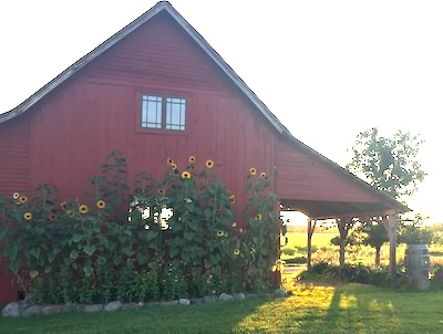A red barn with sunflowers growing alon one side
