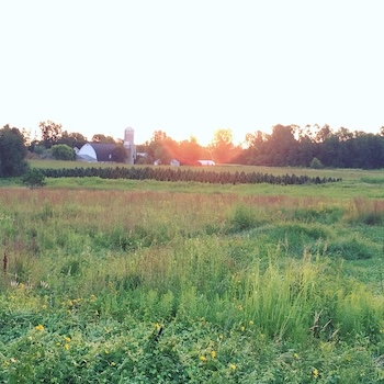 A white barn and silos in the distance past a meadow