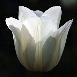 Close up of a white tulip unfolding with a solid black background