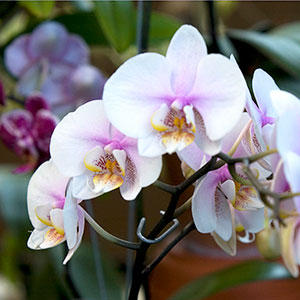 Pink and white orchid