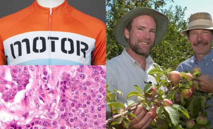 Collage of three images illustrating some of the topics in the OLLI At-the-U series including a bicycle jersey, a scan of cancers cells, and  two UMN apple breeders