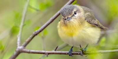 A plump yellow bird perches on a twig