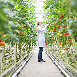 A scientist examines produce growing in controlled conditions