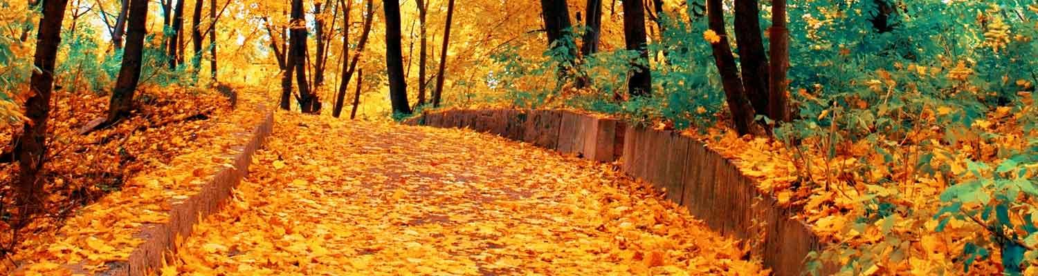 A leaf-strewn trail through the woods in autumn