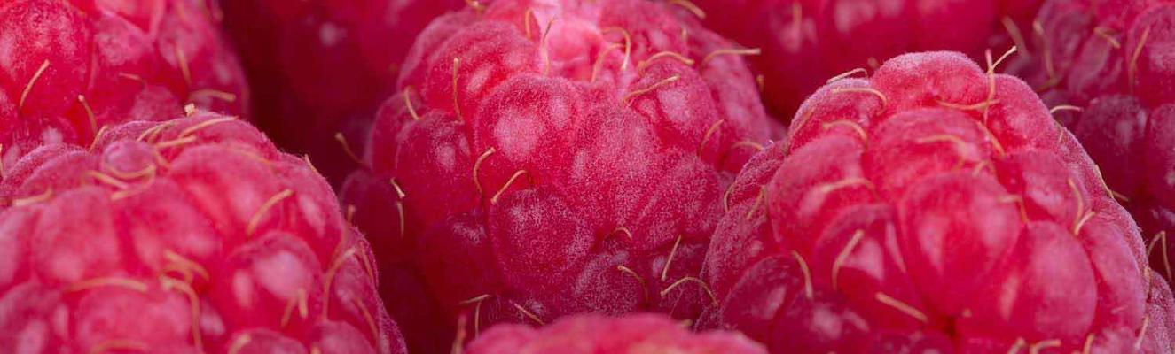 Close up raspberries