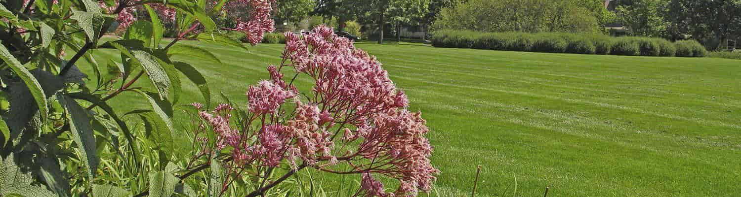 Pink flowers on a bush in the foreground with the St Paul campus lawn in the background