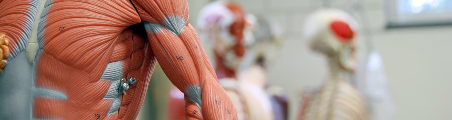 Close-up of human anatomy model in a classroom