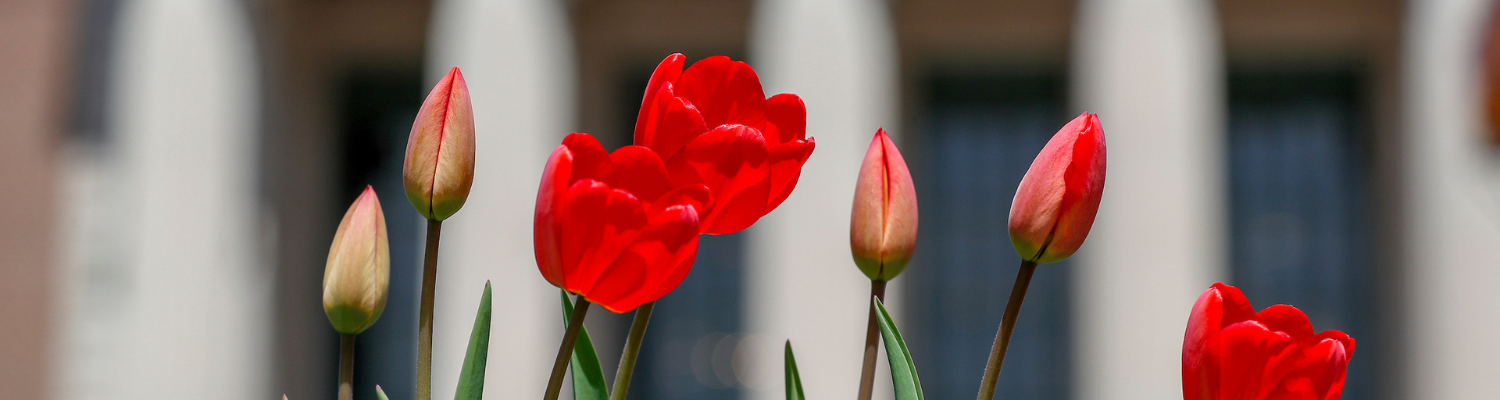 red tulips in front of Northrop Auditorium on the U of M Minneapolis campus