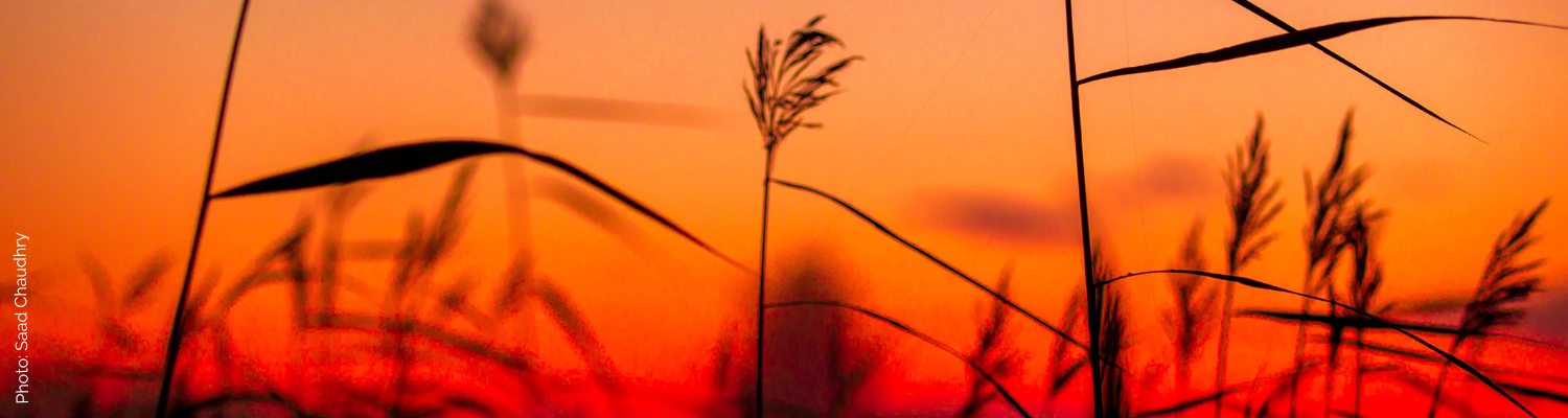 Close up of dried prairie grasses and tassels before a vivid orange sunset