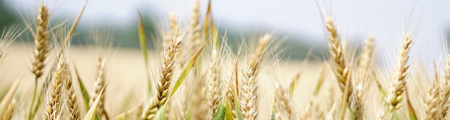Close up photo of barley in a field