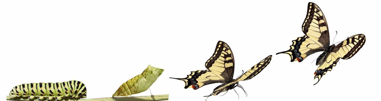 Illustration of a caterpillar turning into a butterfly