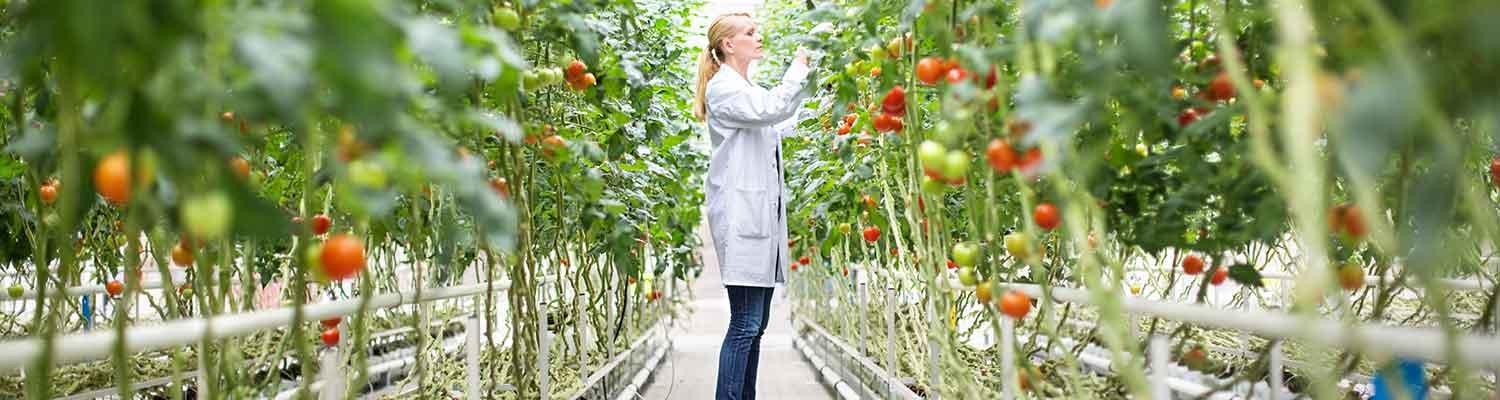 A scientist examines produce growing in controlled conditions